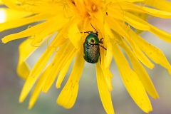 Small Green Pot Beetle [Cryptocephalus hypochaeridis]