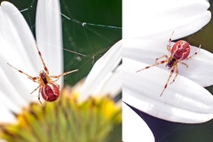 Banded Comb-footed Spider [Anelosimus vittatus]