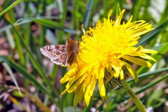 Dingy Skipper [Erynnis tages]
