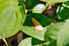 Orange Footman [Wittia sororcula]