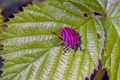 Striped Shieldbug [Graphosoma italicum]