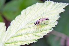 Common Red-legged Robberfly [Dioctria rufipes]