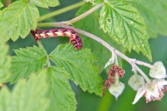 Mottled Umber [Erannis defoliaria]
