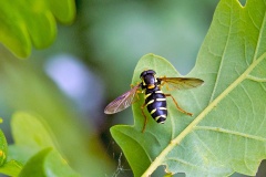 Barred Ant-hill Hoverfly [Xanthogramma citrofasciatum]