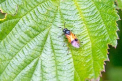 Bramble Sawfly [Arge cyanocrocea]