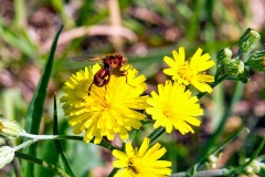 Ferruginous Bee-grabber [Sicus ferrugineus]