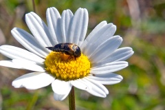 tumbling flower beetle [Variimorda villosa]