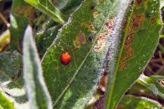 Artichoke Beetle [Sphaeroderma testaceum]