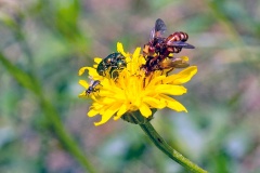 Ferruginous Bee-grabber [Sicus ferrugineus]