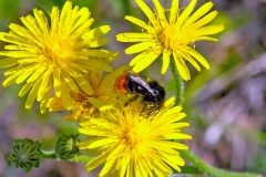 Red-tailed Bumblebee [Bombus lapidarius]