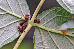 Birch Catkin Bug [Kleidocerys resedae]