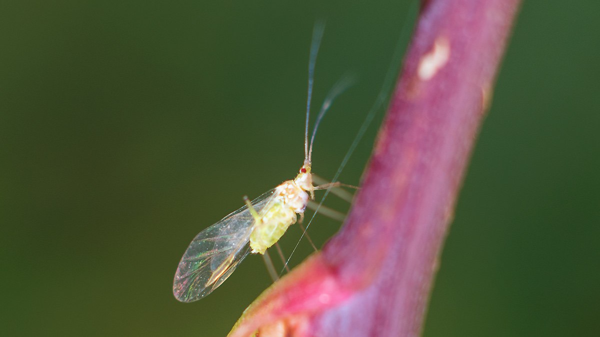 Common Sycamore Aphid [Drepanosiphum platanoidis]