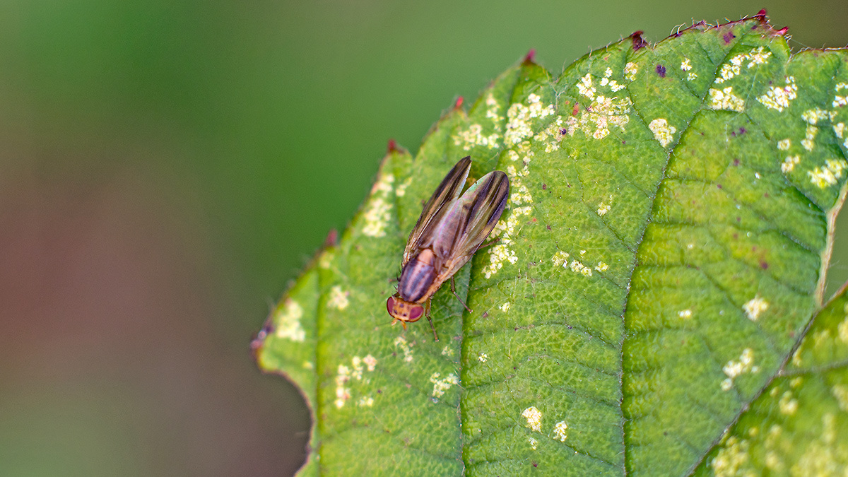 lauxaniid fly [Peplomyza litura]