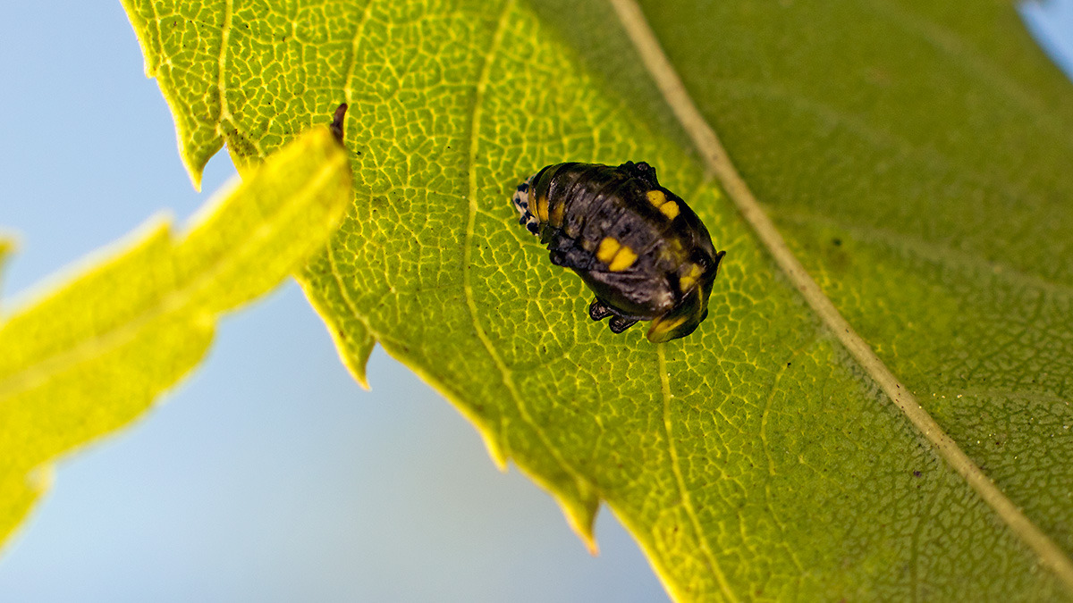 Orange Ladybird [Halyzia sedecimguttata]