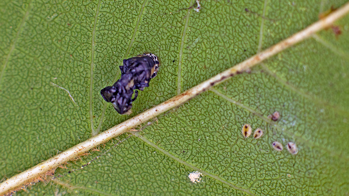 Ash Whitefly [Siphoninus phillyreae]