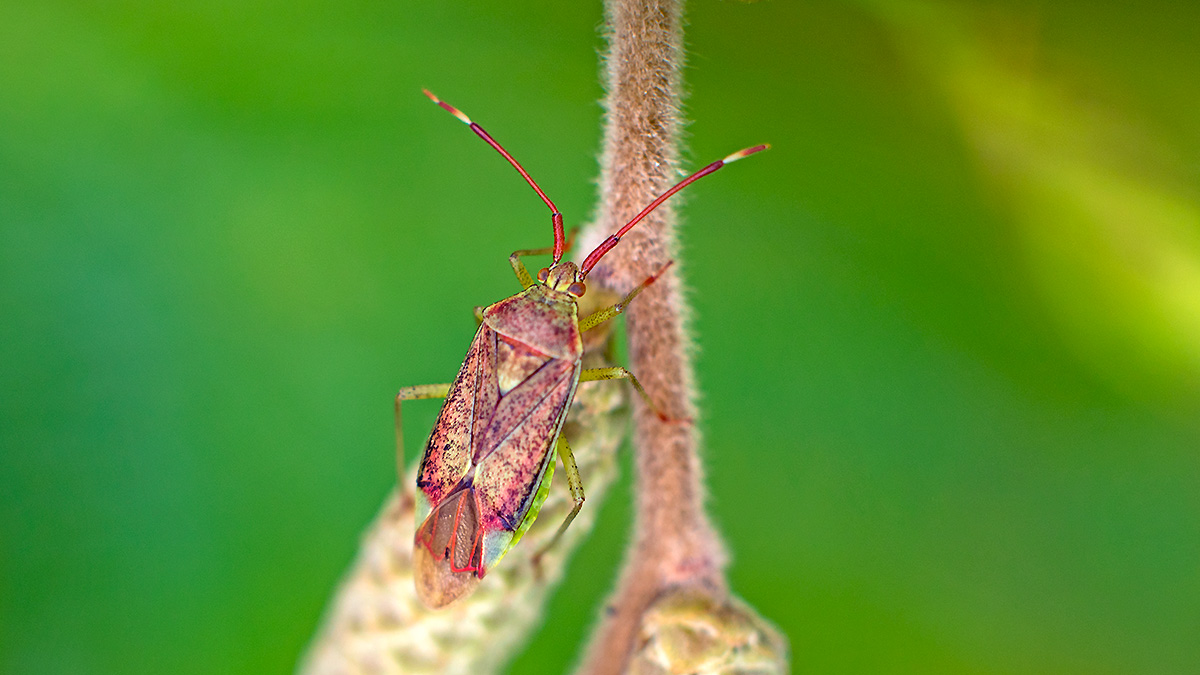 Hazel Bug [Pantilius tunicatus]
