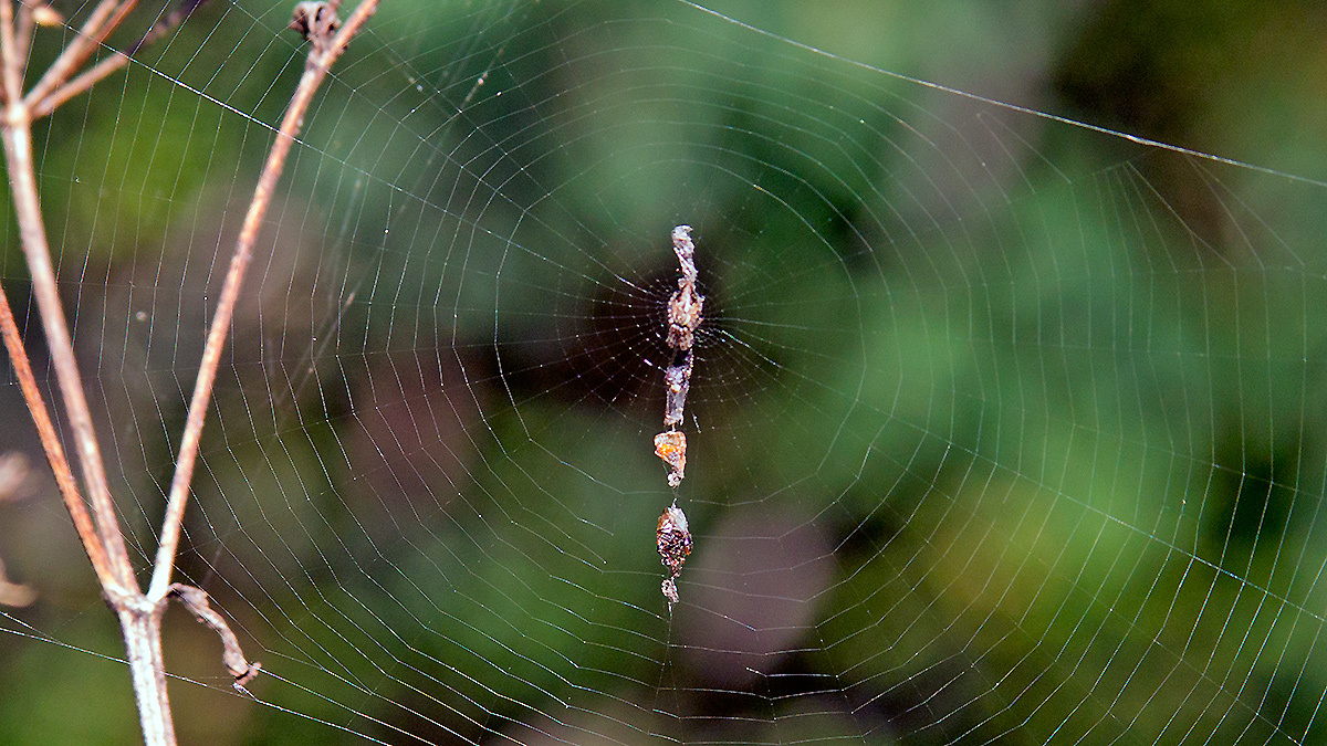 Trash-line Spider [Cyclosa conica]