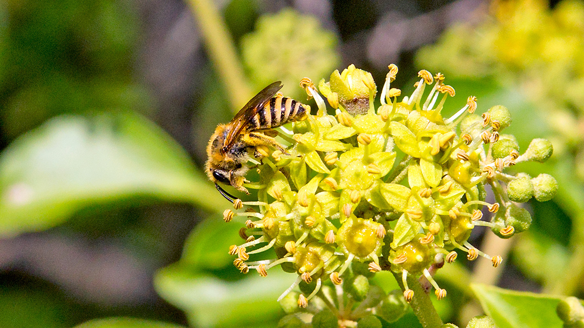 Ivy Bee [Colletes hederae]