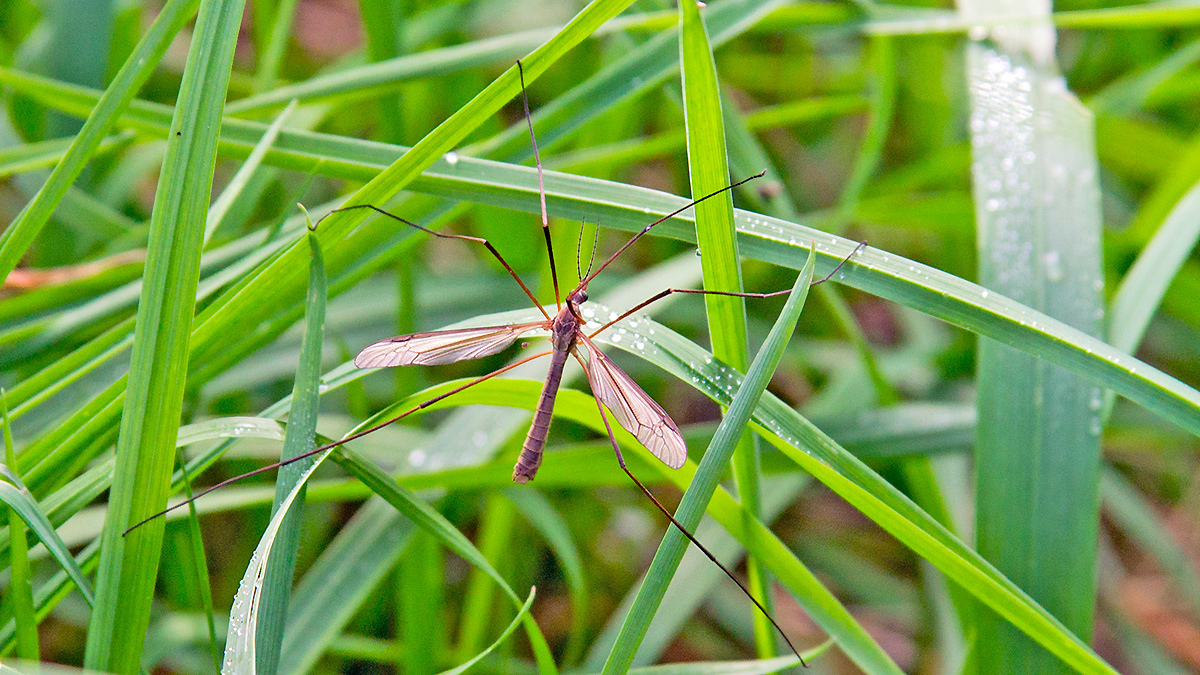Common Crane Fly [Tipula oleracea]