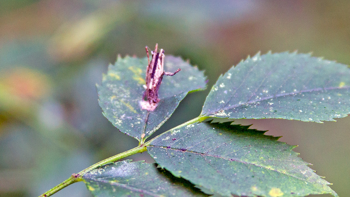 Common Bagworm Moth [Psyche casta]