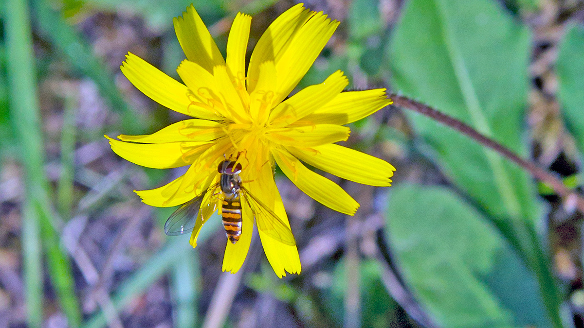 Marmalade Hoverfly [Episyrphus balteatus]