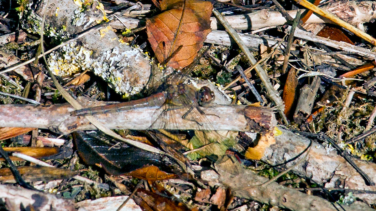 Common Darter [Sympetrum striolatum]