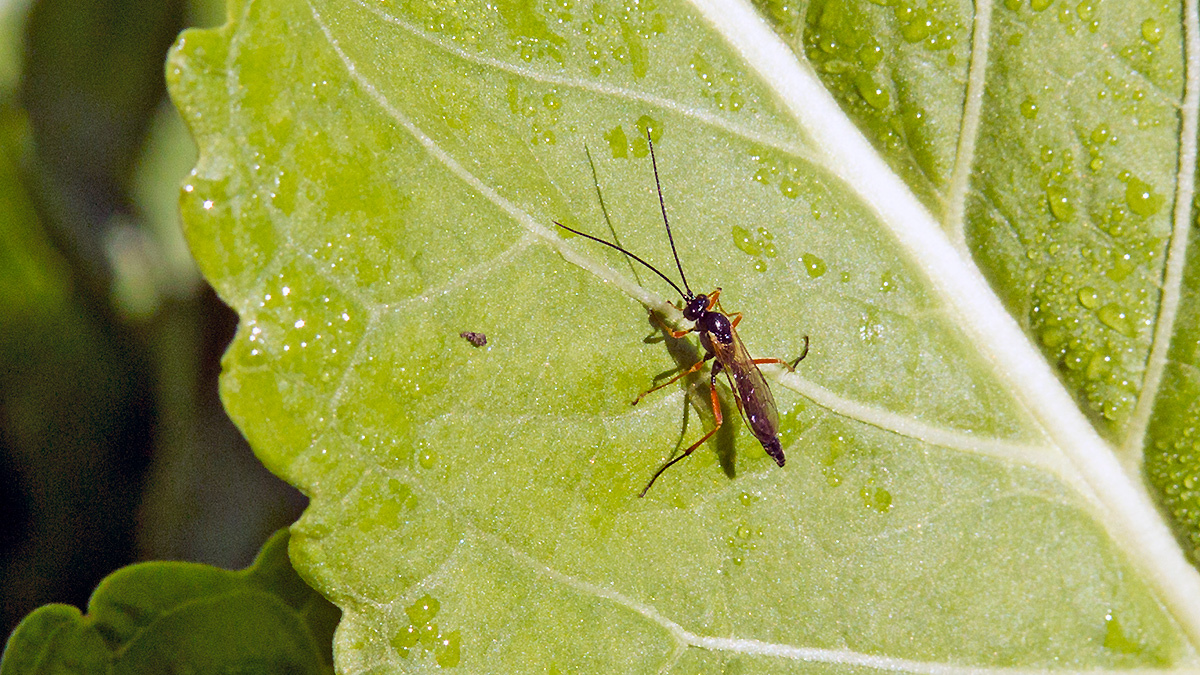 Black Slip Wasp [Pimpla rufipes?]