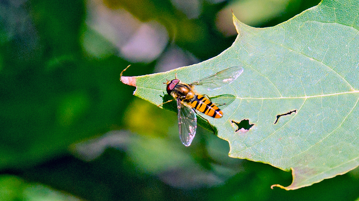 Marmalade Hoverfly [Episyrphus balteatus]