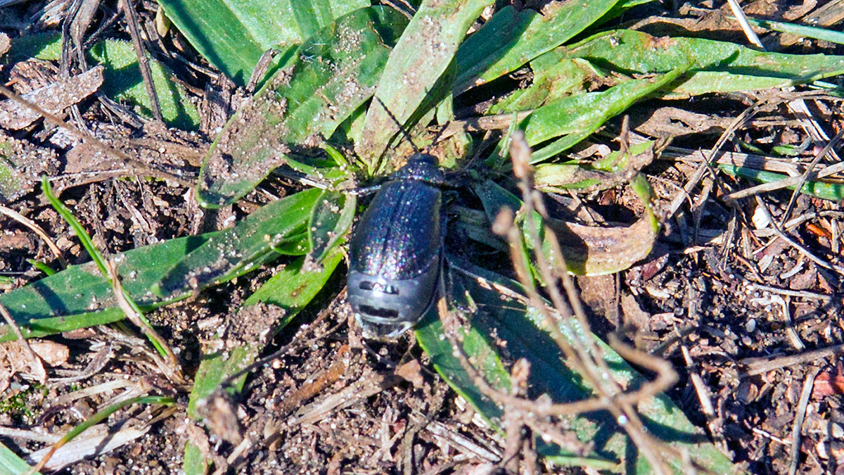 Black-punctured Leaf Beetle [Galeruca tanaceti]