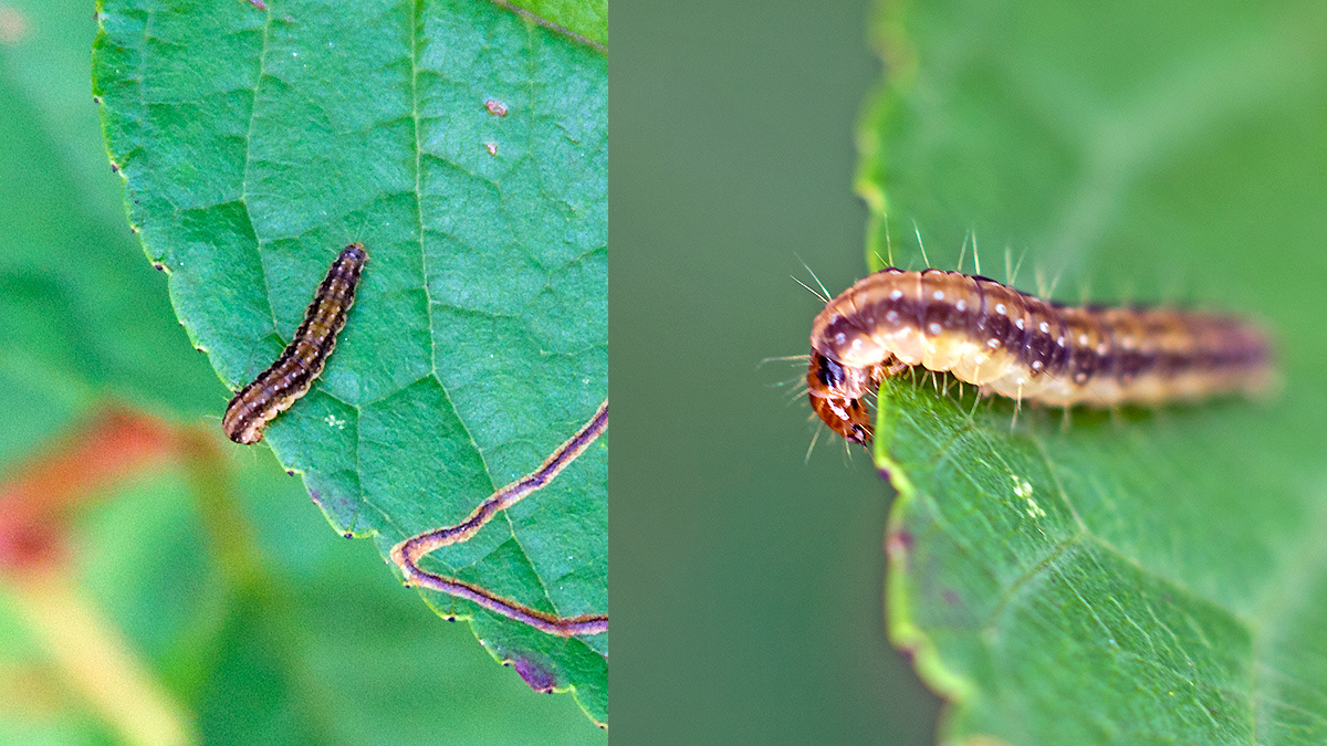 moth caterpillar [unidentified]