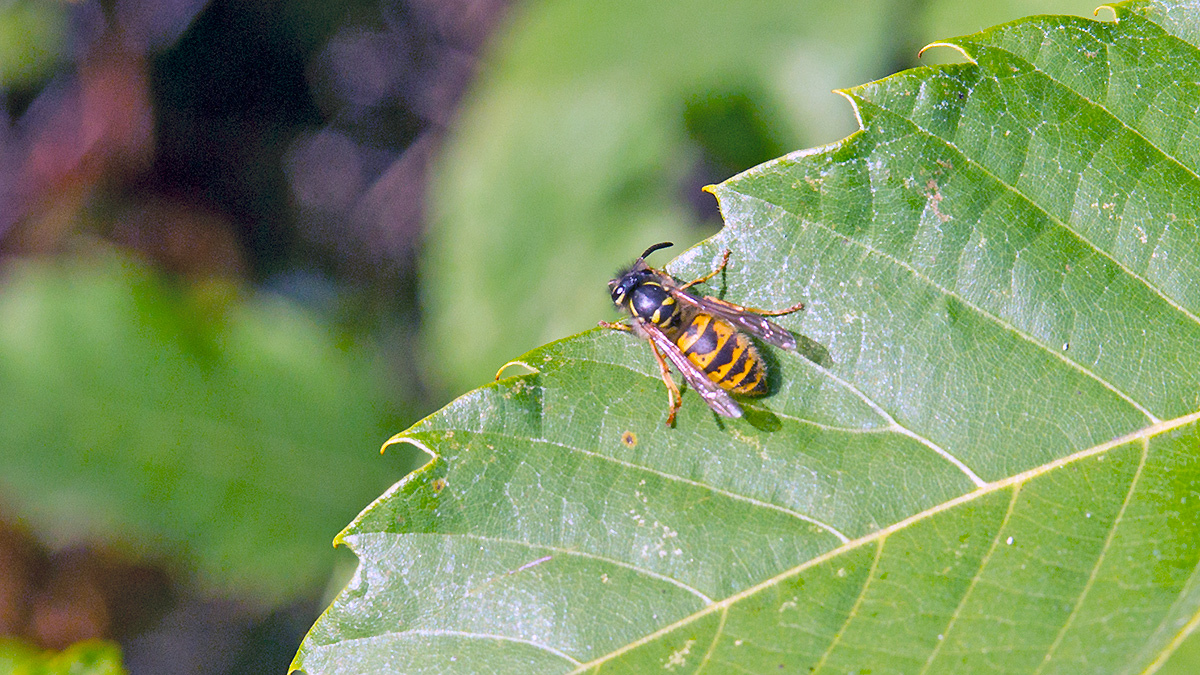 Common Wasp [Vespula vulgaris]