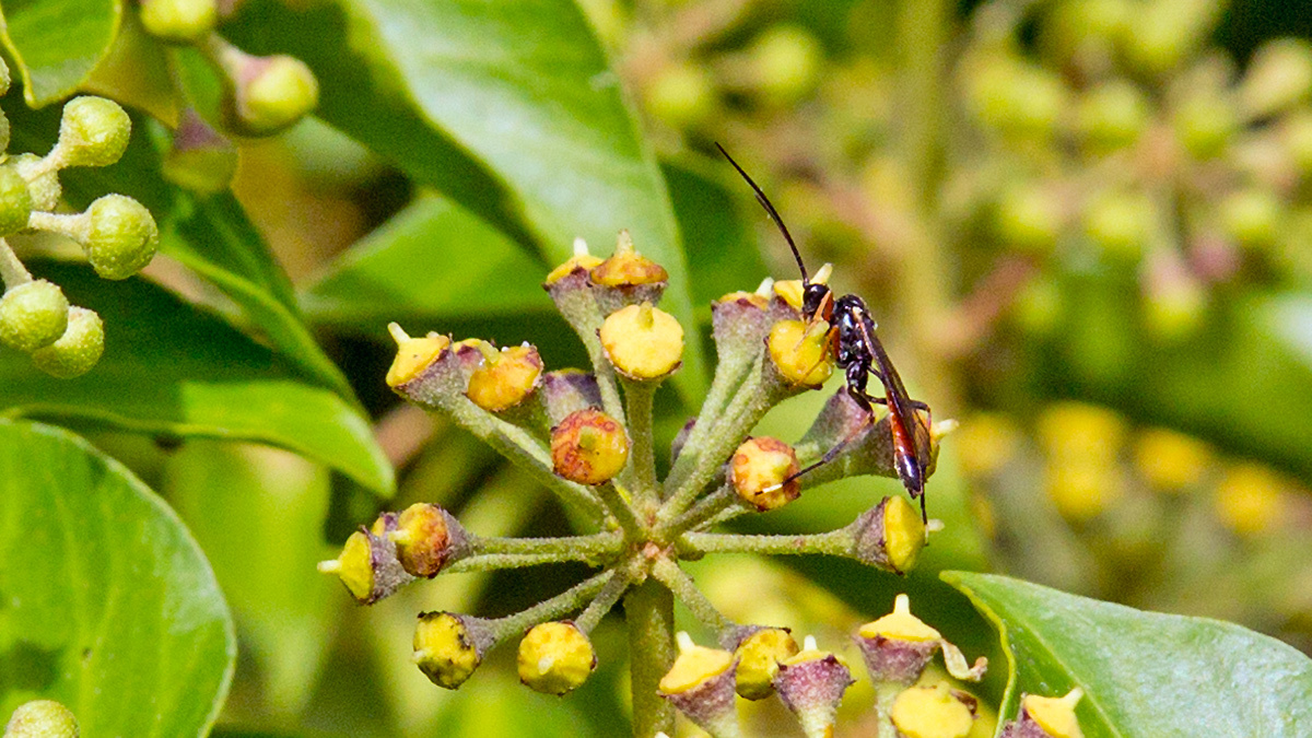ichneumon wasp [Ischnus inquisitorius?]