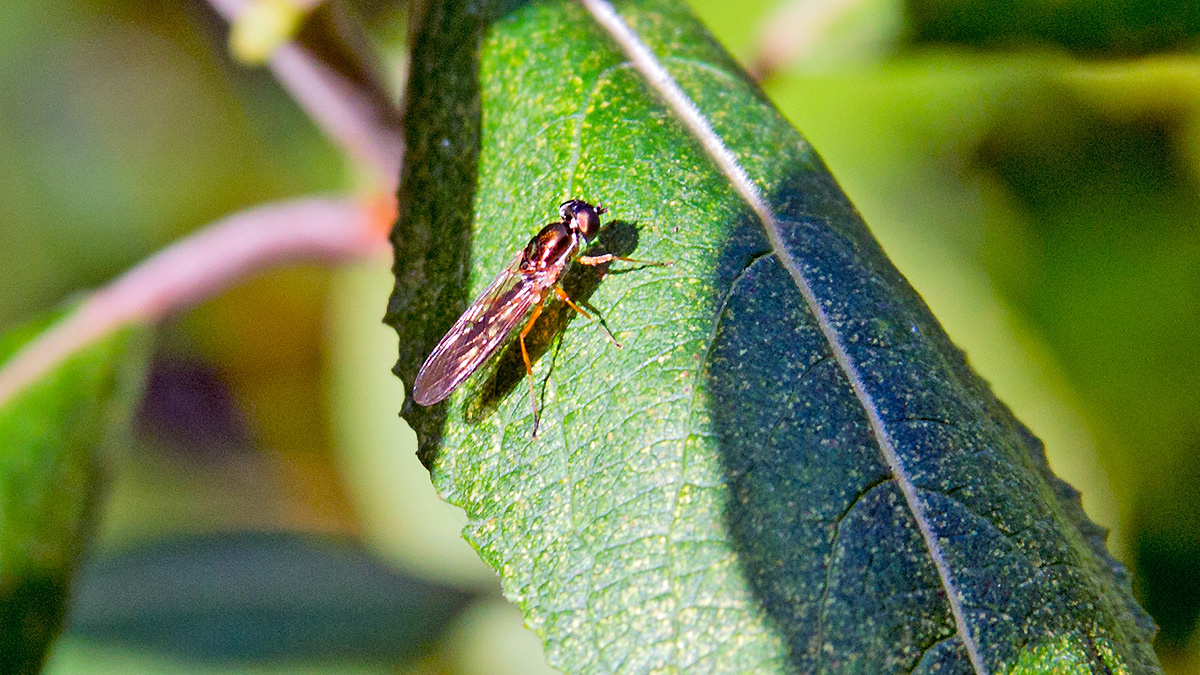 Twin-spot Centurion [Sargus bipunctatus]