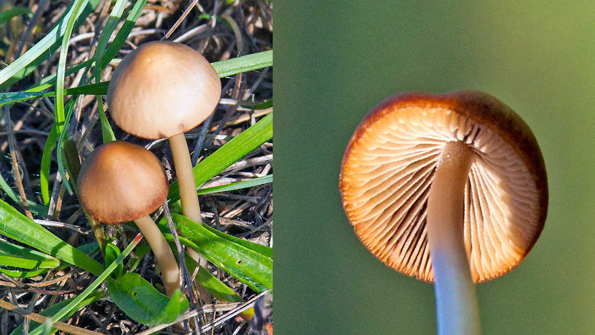 agaric mushroom