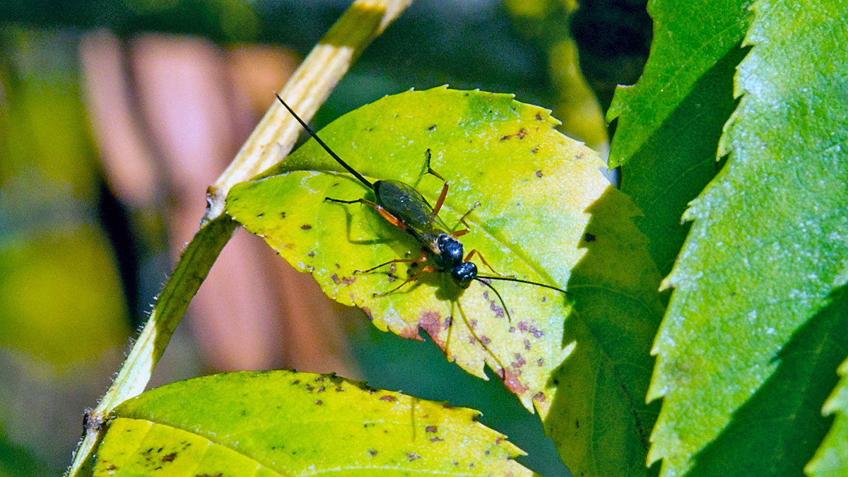 ichneumon wasp [Lissonota setosa?]