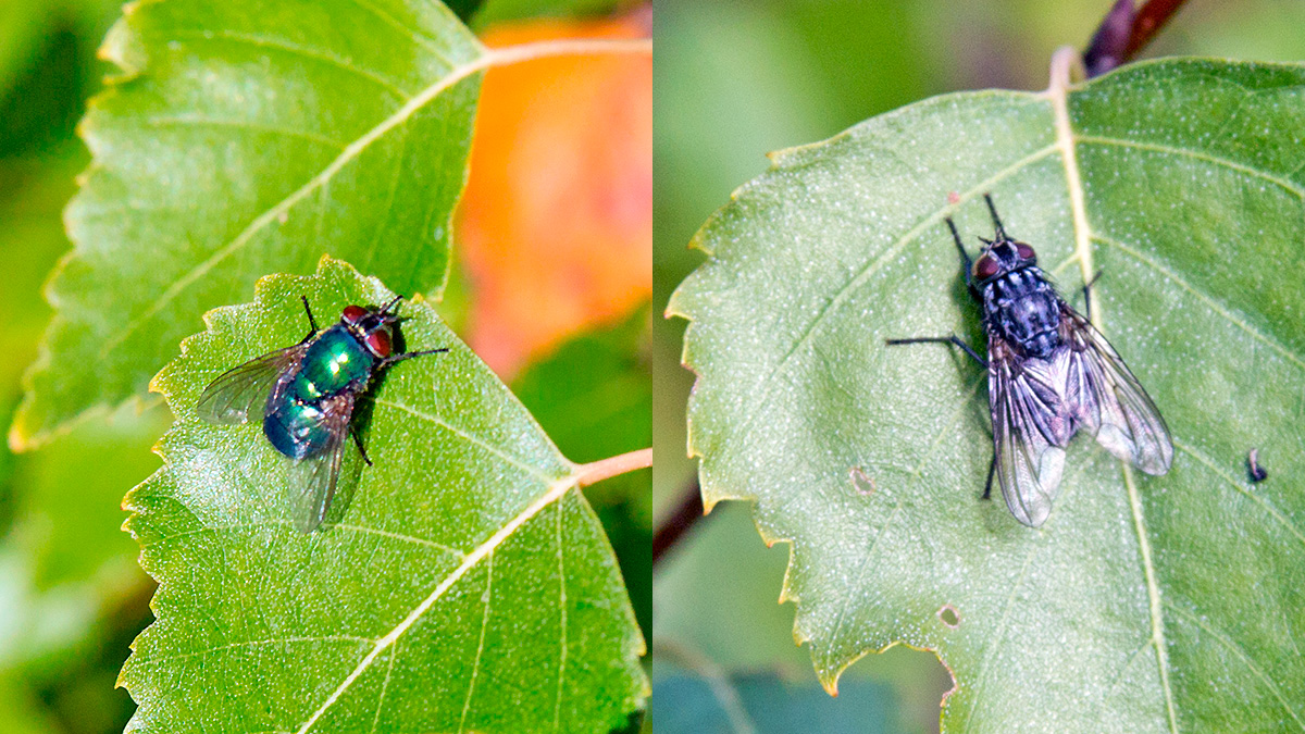 2 flies on Silver Birch