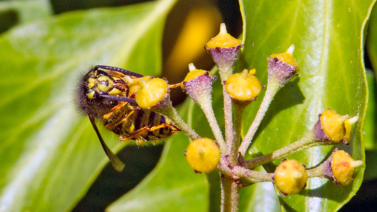Common Wasp [Vespula vulgaris]