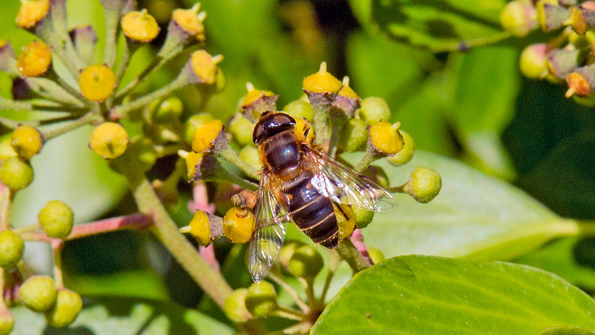 Common Drone Fly [Eristalis tenax]
