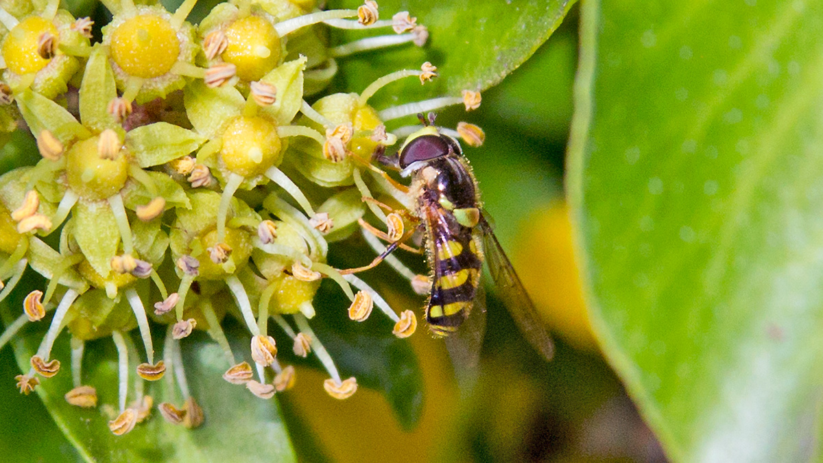 Stripe-backed Brusheye [Dasysyrphus albostriatus]