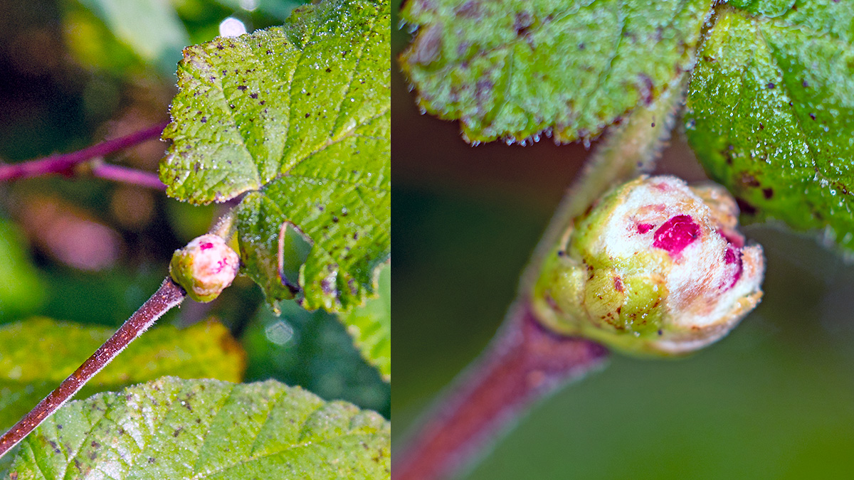 Hazel big bud gall