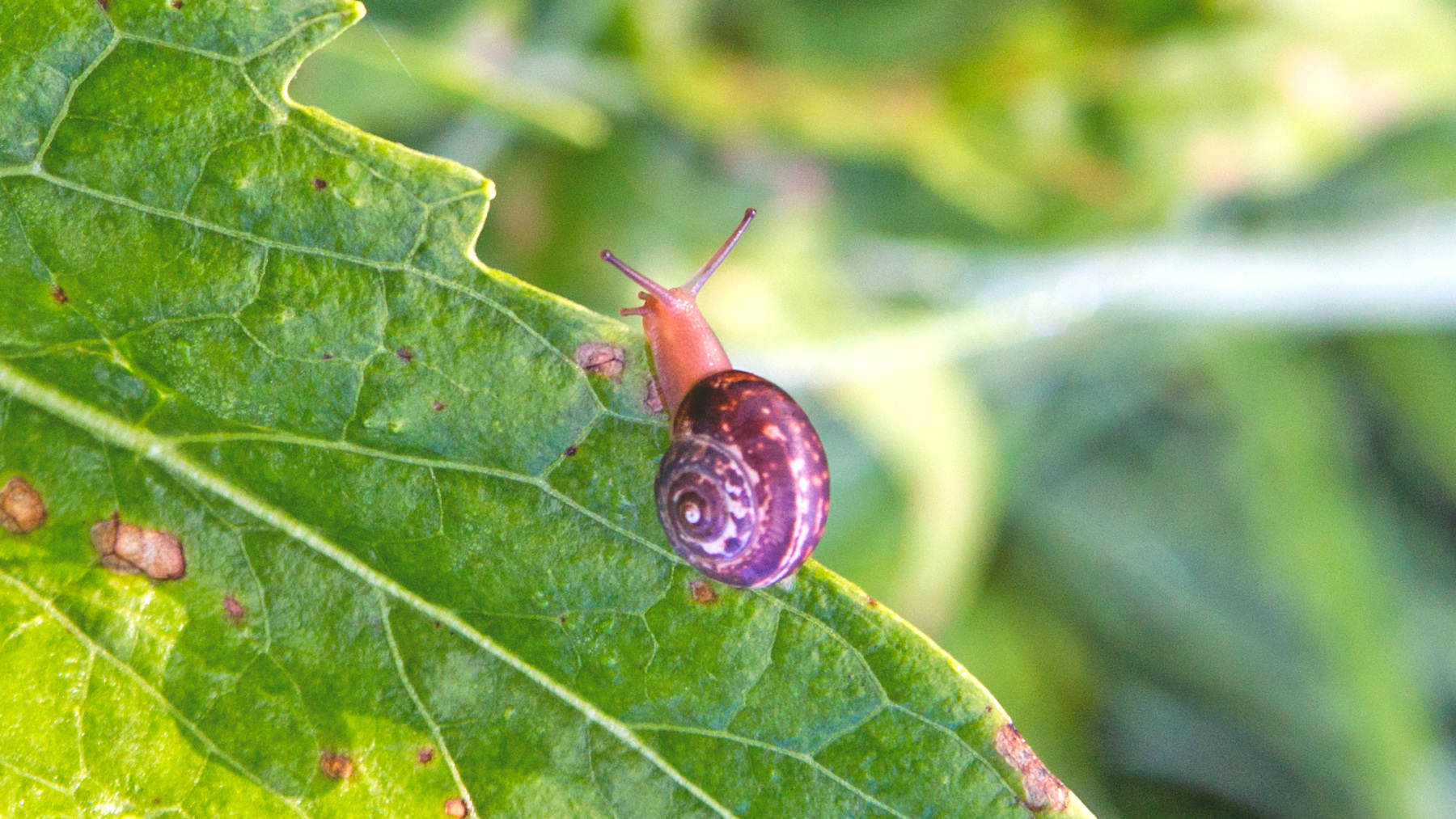 Kentish Snail [Monacha cantiana?]