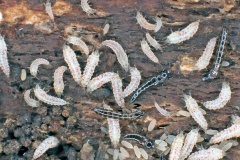 tube-tailed thrips [Hoplothrips semicaecus?]