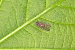 barkfly [Ectopsocus briggsi agg. ?]