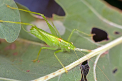 Southern Oak Bush-cricket [Meconema meridionale]