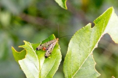 Common Scorpionfly [Panorpa communis]
