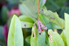Common Scorpionfly [Panorpa communis]