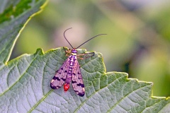 Common Scorpionfly [Panorpa communis]