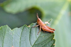 Lesser Marsh Grasshopper [Chorthippus albomarginatus?]