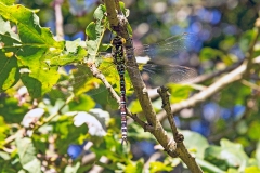 Southern Hawker [Aeshna cyanea]