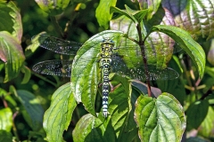 Southern Hawker [Aeshna cyanea]